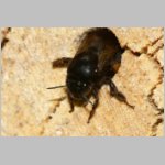 Anthophora plumipes - Pelzbiene w06c als Gast.jpg